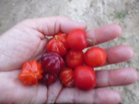 Nutrição Saudável com a Fundação Mokiti Okada