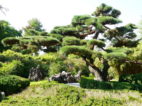 Bonsai na Natureza e nas cidades do Japão