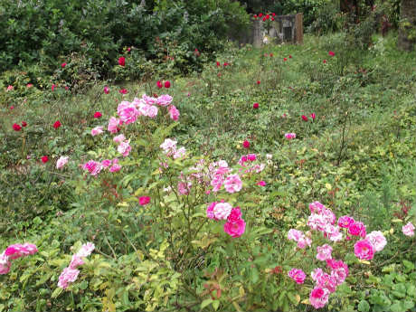 Rosas na Escola Municipal de Jardinagem