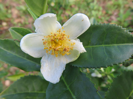 Camellia Sinensis ou Chá Verde